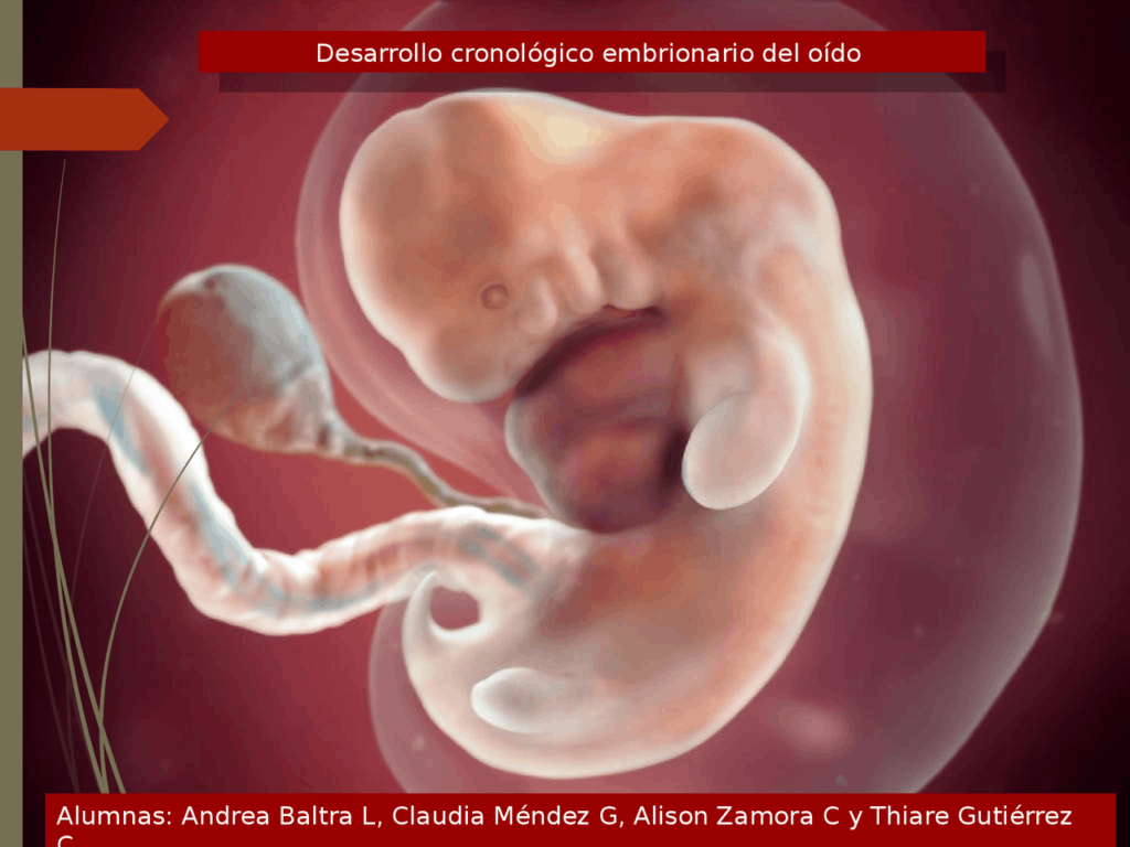 Desarrollo embrionario del oido