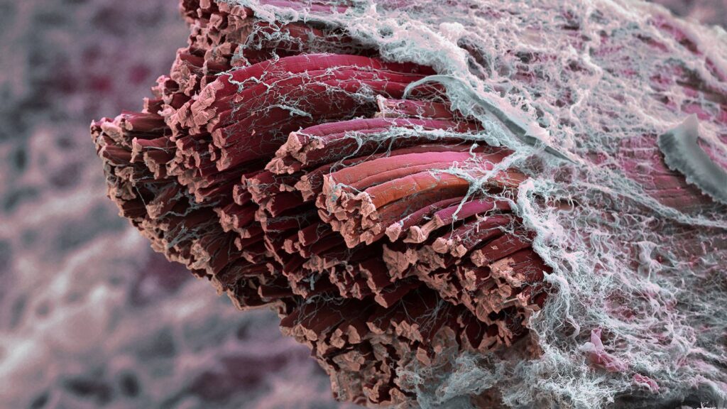 Maravillas microscópicas del cuerpo humano