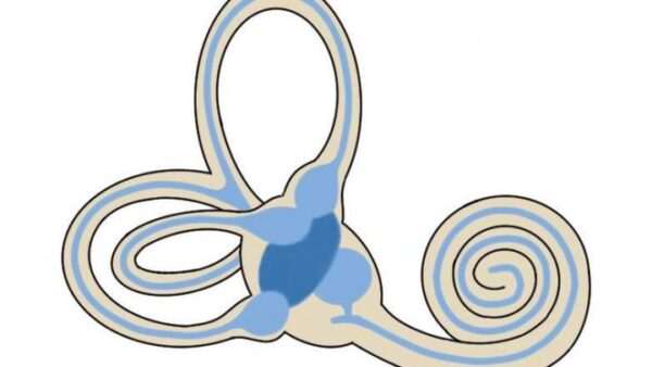 Función del sistema vestibular