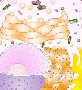 Función de las inclusiones citoplasmáticas