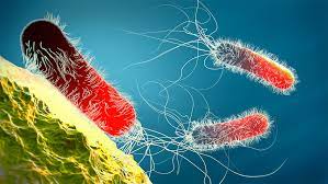 ¿Qué personas son susceptibles a la infección por Pseudomona aeruginosa?