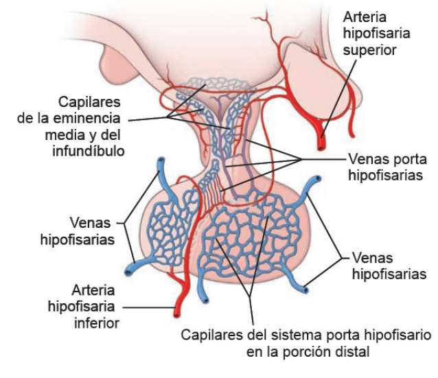 Conecciones vasculares entre el hipotálamo y la hipófisis