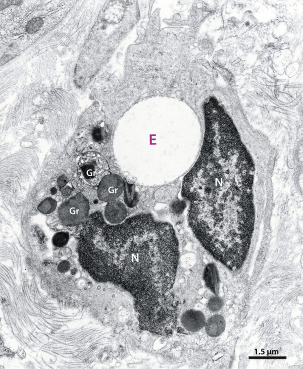 Función de los endosomas en el modelo de compartimento