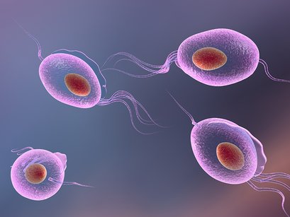 Tratamiento de la infección por Trichomonas vaginalis