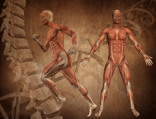 Importancia de la fisiología