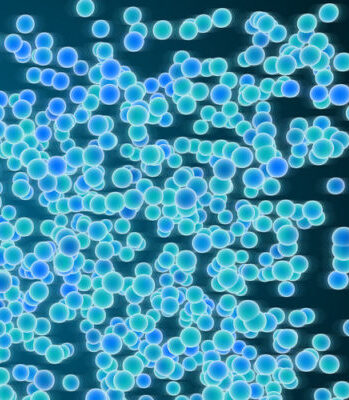 ¿Qué es equilibrio osmótico?