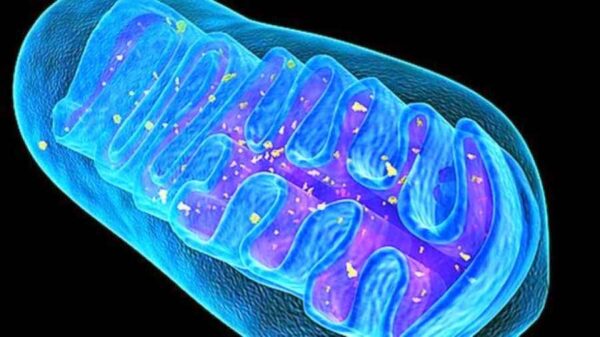 ¿Hay ribosomas en las mitocondias?