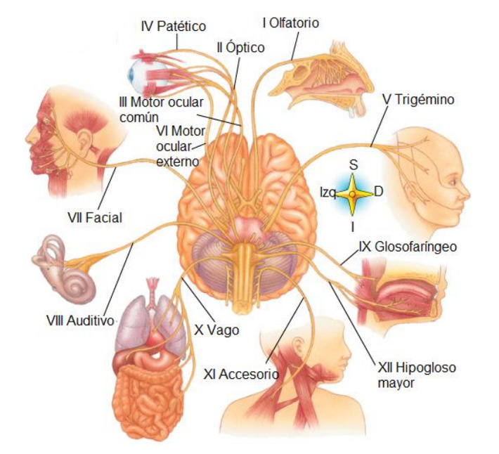nervios pares craneales
