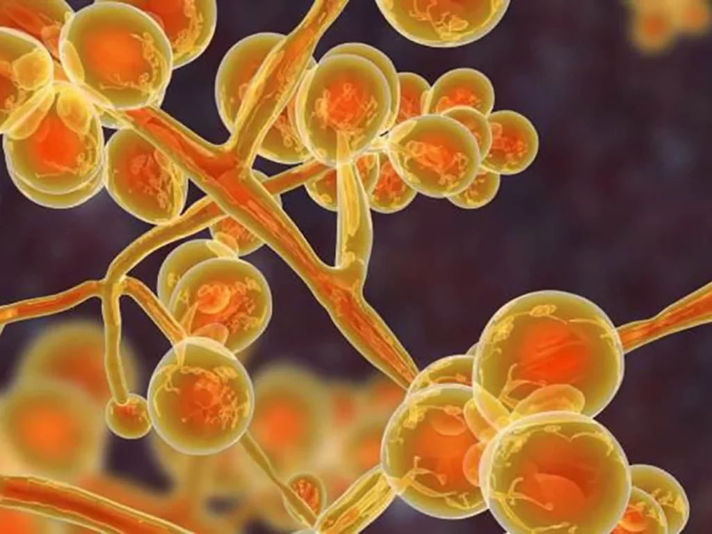 ¿Por qué han aumentado las infecciónes micóticas en el mundo?