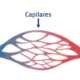 capilares sanguíneos