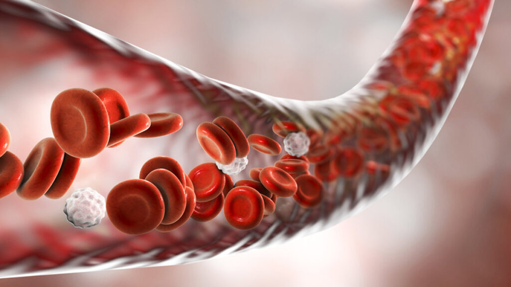 Circulación sanguínea en sentido único