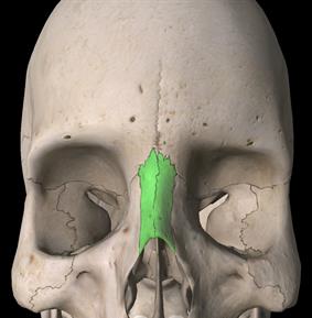 ¿Cuáles son los huesos de la nariz?
