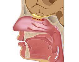 Constitución anatómica de la nariz