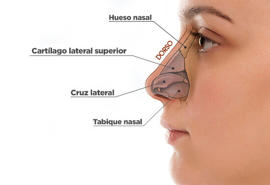 Características del cartílago del tabique nasal