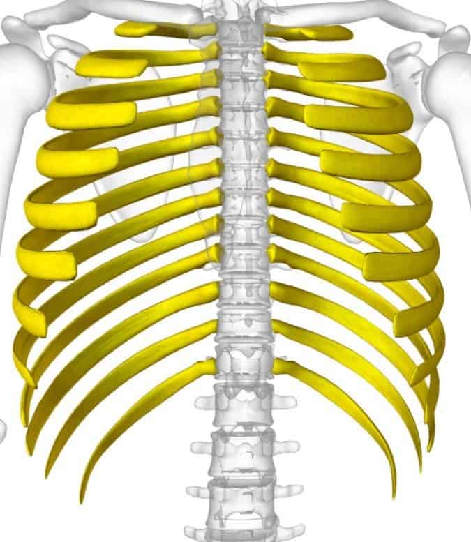 ¿Cuántas costillas tiene el cuerpo humano?