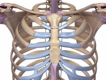 Anatomía macroscópica del esternón