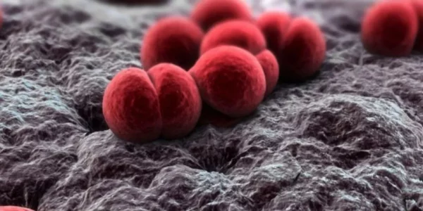 Vacunas contra meningococo