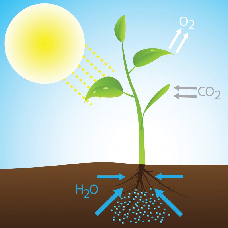 Los sistemas biológicos utilizan energía química