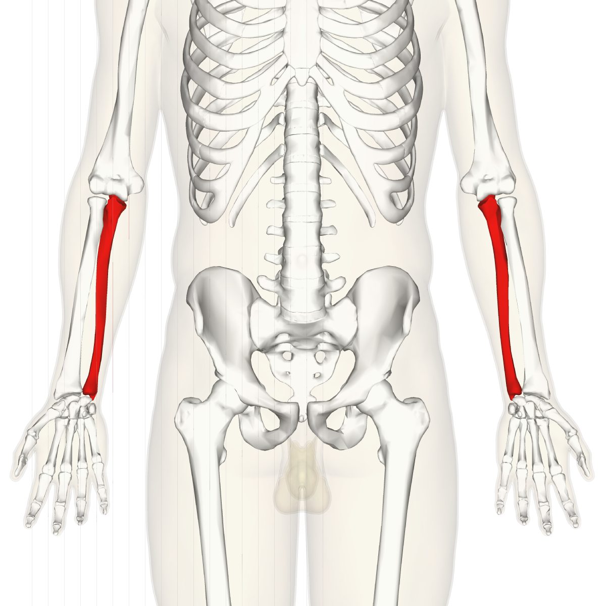 Ulna