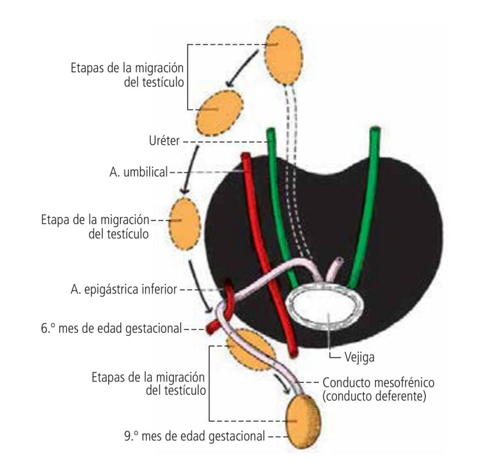 Migración del testículo
