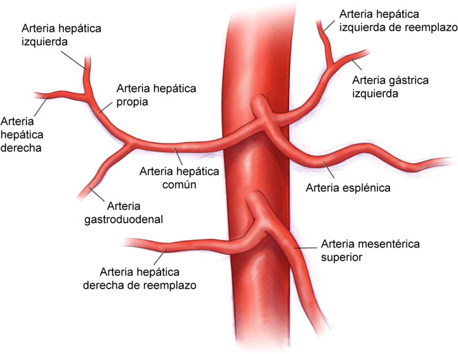 Arteria hepática común