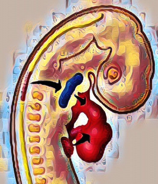 Formación del tubo cardíaco.