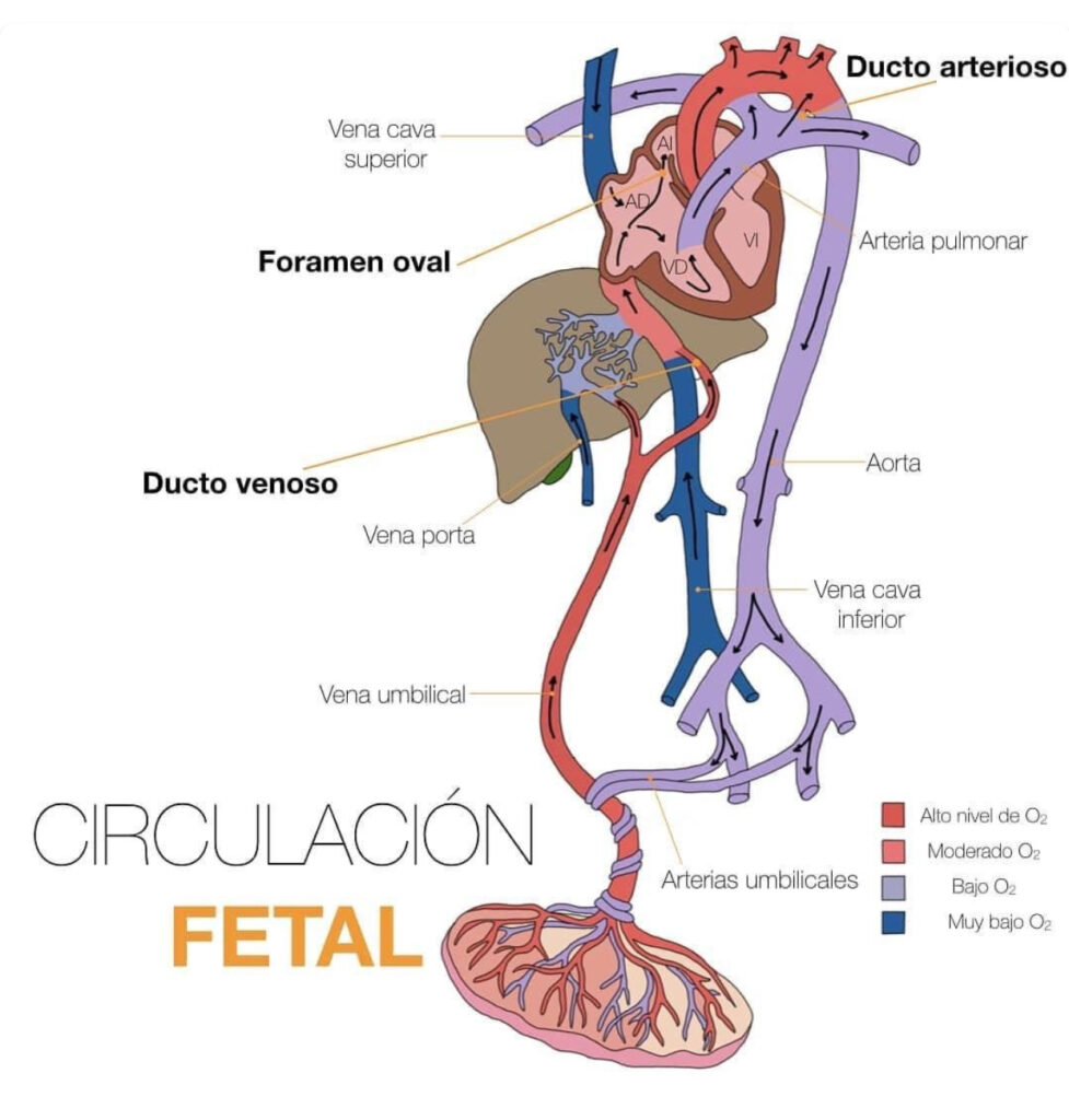 Vena umbilical: anatomía y función