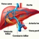 Anatomía de las venas hepáticas