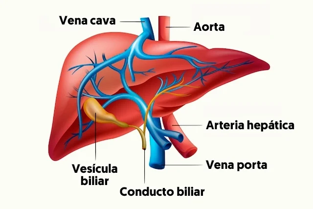 Anatomía de las venas hepáticas