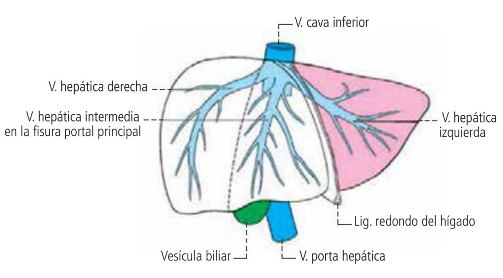 Sistematización de las venas hepáticas