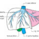 Sistematización de las venas hepáticas