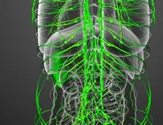 Vasos linfáticos del hígado