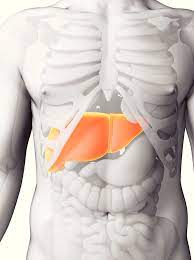 Participación del hígado en el metabolismo del hierro