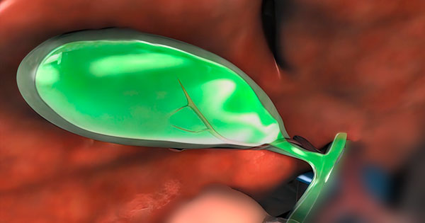 ¿Dónde se produce la bilis?