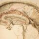 Neuroanatomía: Origen de la terminología