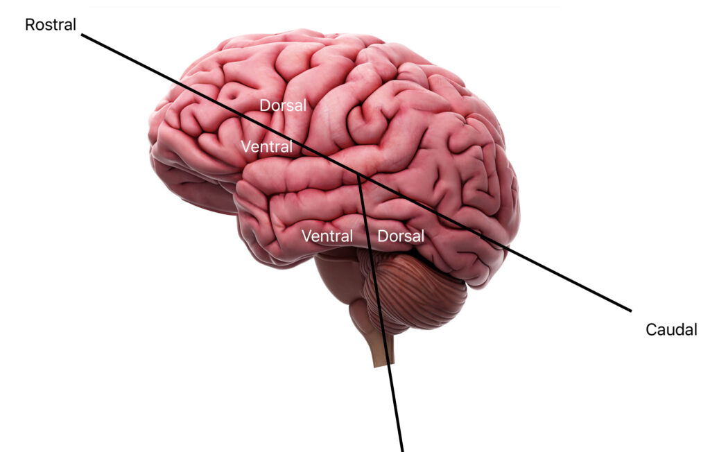 Disposición y relaciones de las estructuras neuroanatómicas