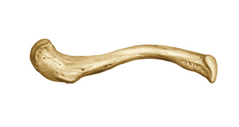 Clavícula