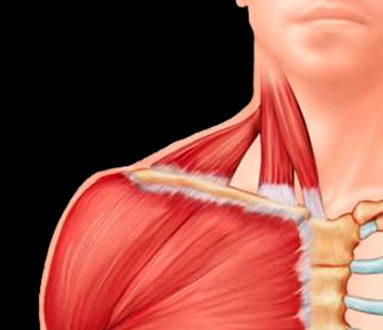 ¿Que músculos se insertan en la clavícula?