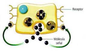 ¿A que tipo de señales responden las células?