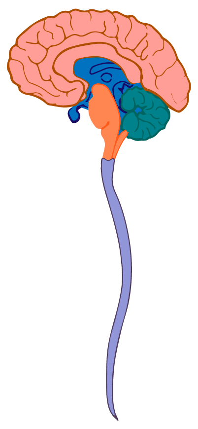 ¿Qué estructuras comprende el sistema nervioso central?