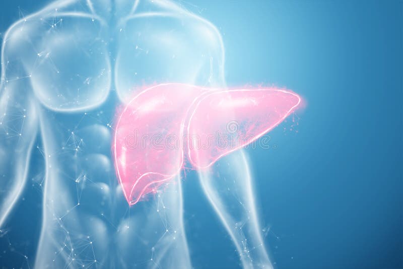 ¿Qué vitaminas se convierten y almacenan en el hígado?