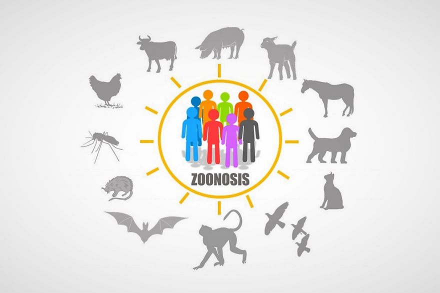 ¿Qué es una zoonosis?