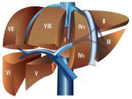 Segmentos del hígado