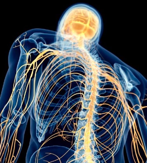 Clasificación de los nervios del sistema nervioso periférico