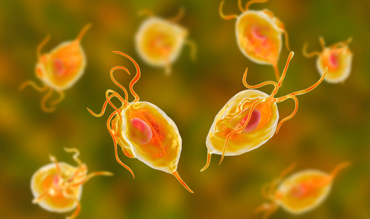 Tricomoniasis, infección por Trichomonas vaginalis