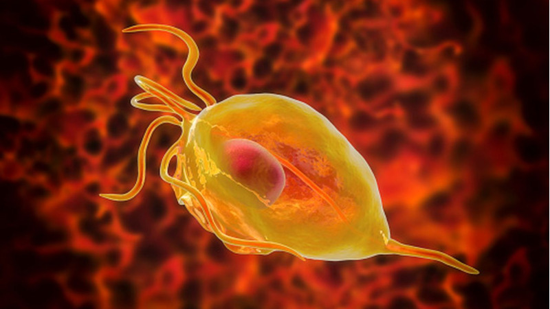 Tricomoniasis, infección por Trichomonas vaginalis
