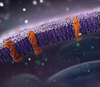 Tipos de señalización entre células