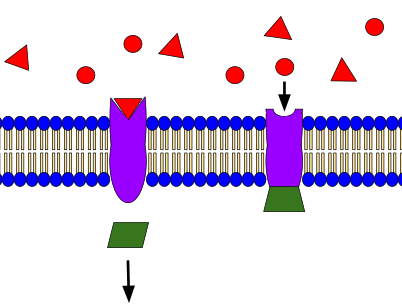 Señalización celular, el proceso de comunicación