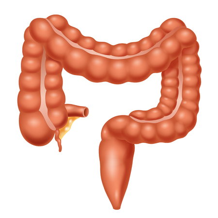 Configuración externa del colon