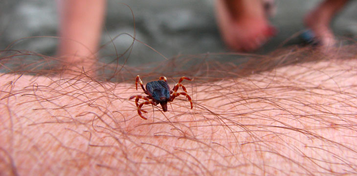 Tratamiento de la tularemia